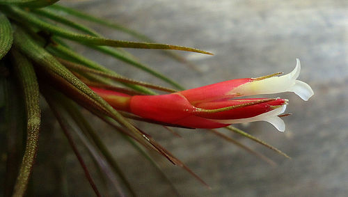 Tillandsia tenuifolia